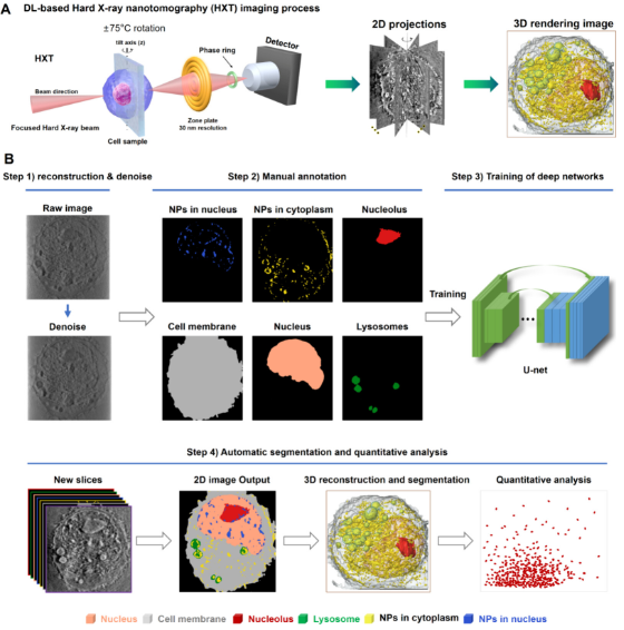 人工智能賦能納米分辨CT表征技術，驅(qū)動新型納米藥物與細胞技術研發(fā)新紀元
