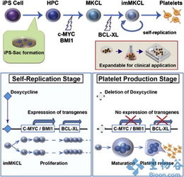 新干細胞技術突破 規模化生產血小板，為臨床輸血注入新希望