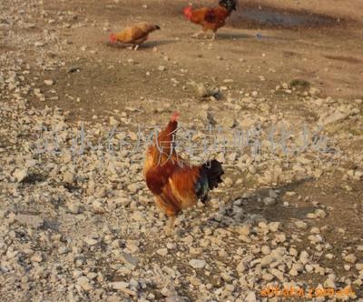 探尋正宗草雞苗 中國農(nóng)業(yè)網(wǎng)上的優(yōu)質(zhì)苗雞產(chǎn)品解析